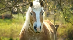Konj